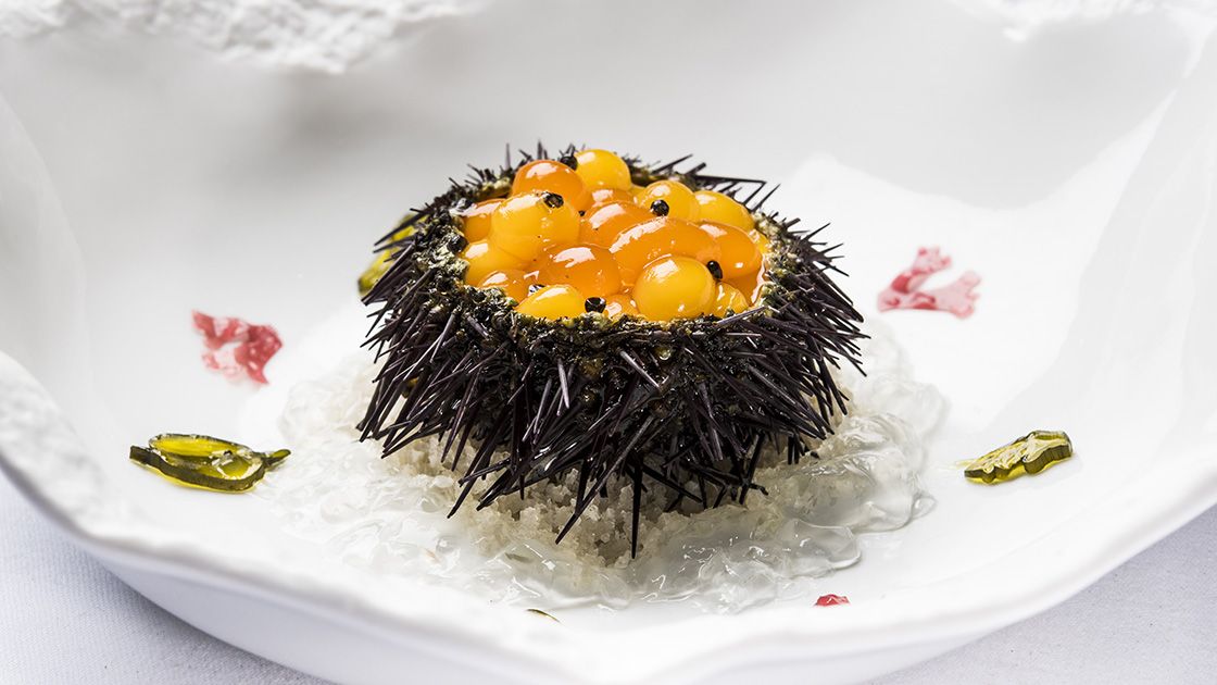 Sea urchin on table