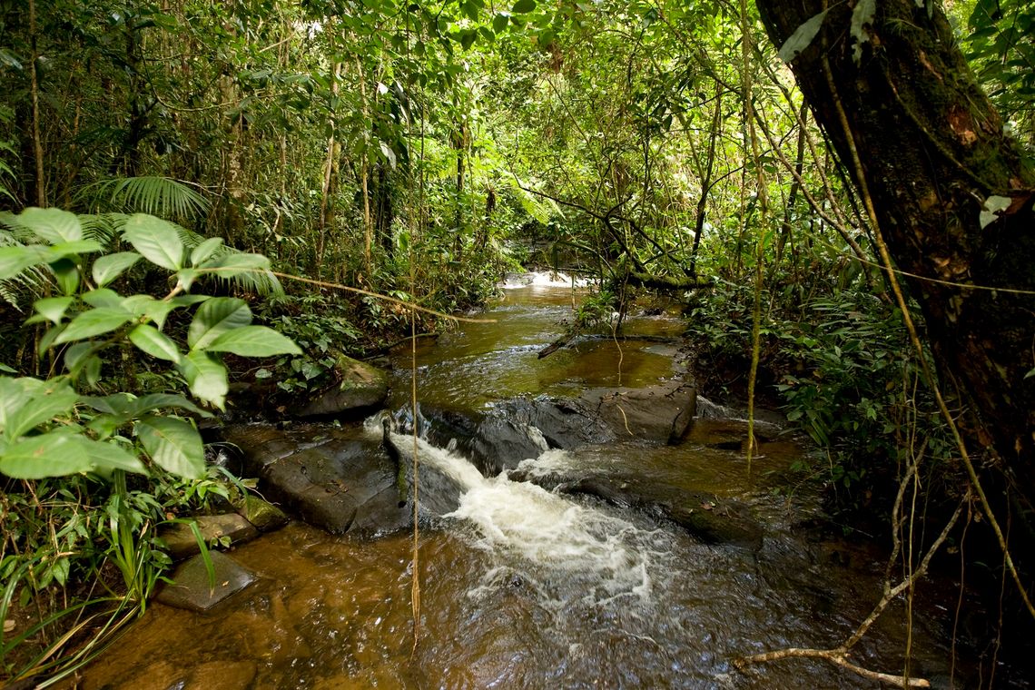 biodiversite eau foret