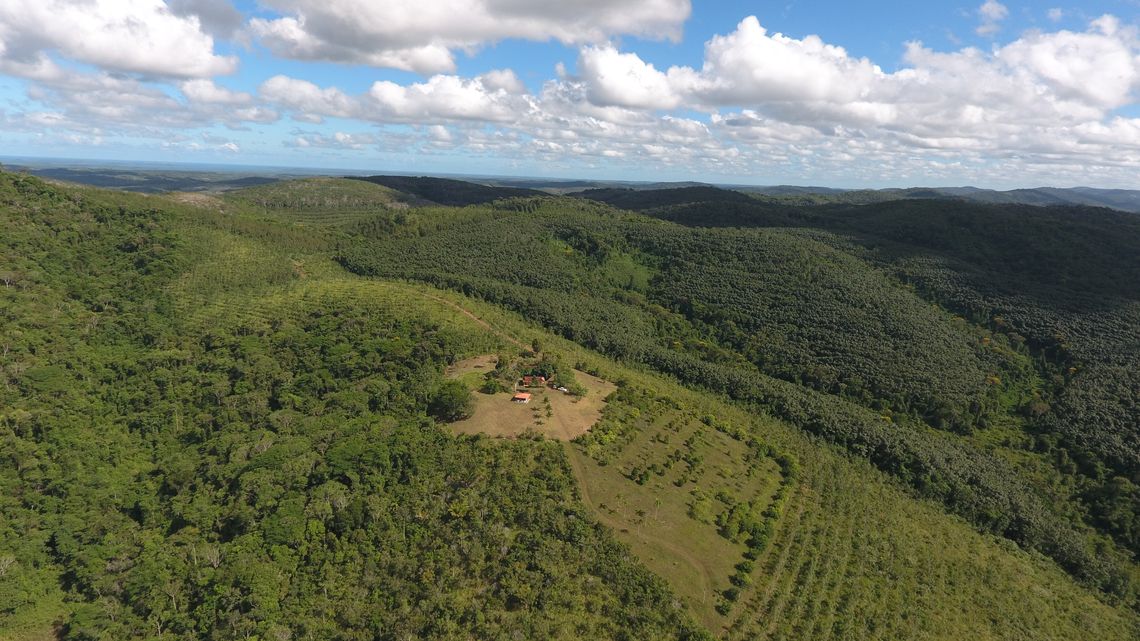 Photo of a forest view