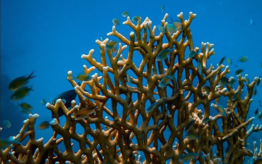 Photo of a coral