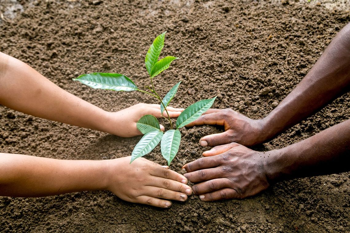 Des hommes plantes un hévéa
