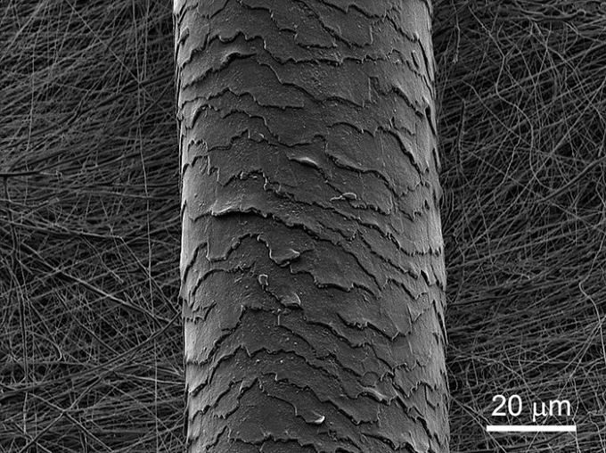 cheveu de 60 microns au microscope